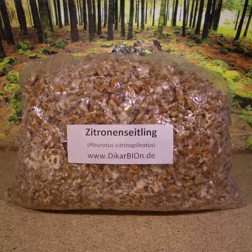 Zitronenseitling Pilzbrut - 1 L
