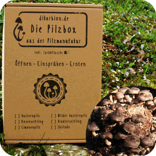 Shiitake Pilzbox • Pilzzuchtset •