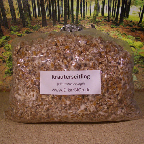 Kräuterseitling Pilzbrut - 1 L