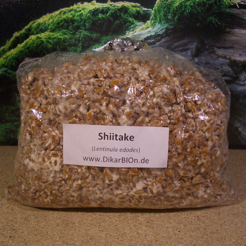Shiitake Pilzbrut - 1 L
