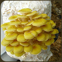 Zitronenseitling (Pleurotus citrinopileatus)