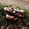 Austernseitling Pilzbeet • Waldgarten Pilzkultur