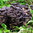 Austernseitling Pilzbeet • Waldgarten Pilzkultur