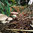 Kräuterseitling Pilzbeet • Waldgarten Pilzkultur