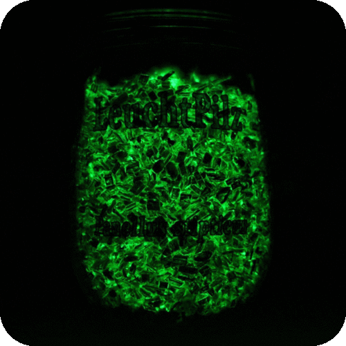 Leuchtpilz Fertigkultur im WECK© Glas