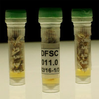 Pilz Stammsammlung - DikarBIOn Fungal Strain Collection - DFSC