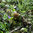 Morchel Pilzbeet • Waldgarten Pilzkultur