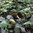 Morchel Pilzbeet • Waldgarten Pilzkultur