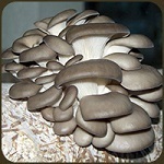 Austernseitling-Pilze-zuechten-Pleurotus-ostreatus-DikarBIOn-Pilzzucht-150px_s